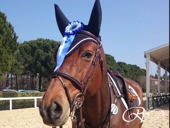 Champion de Quidam RV and amazon Maureen Bonder perform very well on the International horseshow CSI*** Arezzo 2015.