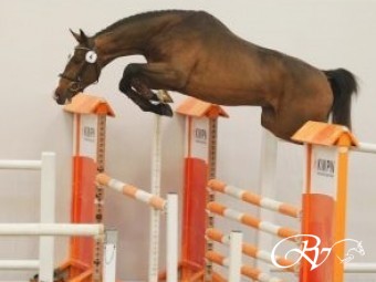 Top jumping horse Just Blue RV (Action Breaker x Mr. Blue x Emilion) selected for the 2nd fase KWPN stallion selection  's Hertogenbosch. (SOLD TO SPAIN).