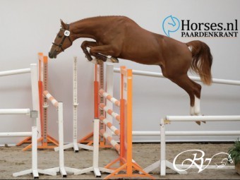 Chaperon RV Z (Cicero Z x Grand Pilot I x Calvados x Concorde) geselecteerd voor de 2e bezichtiging KWPN hengstenkeuring.