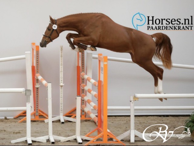 Chaperon RV Z (Cicero Z x Grand Pilot I x Calvados x Concorde) geselecteerd voor de 2e bezichtiging KWPN hengstenkeuring.