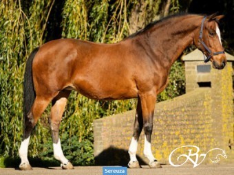 Een nieuwe koningin op stal! Zeer blij met de nieuwe aanwinst van top fokmerrie Sereuza (Heartbreaker x Ramiro Z).