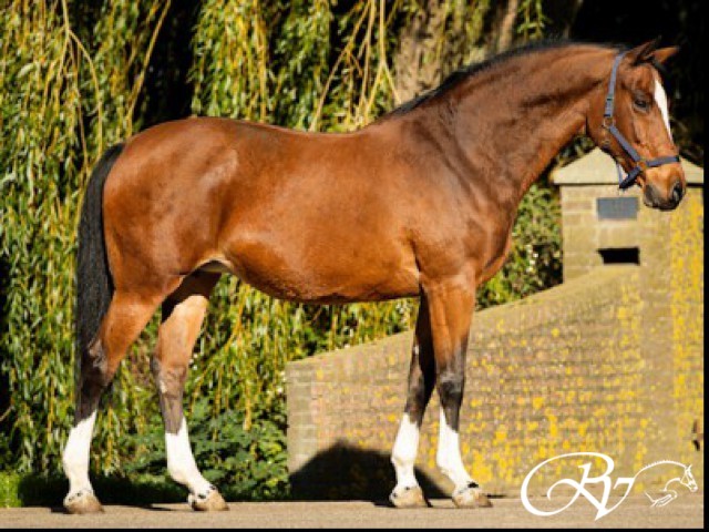 Een nieuwe koningin op stal! Zeer blij met de nieuwe aanwinst van top fokmerrie Sereuza (Heartbreaker x Ramiro Z).
