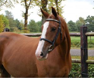 Grootmoeder Tabitha.