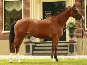 Moeder Balou RV.