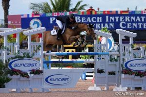 Grandmother Kalista is also grandmother of the international 1.50m jumping horse Zhum CW (Querlybet hero) with rider Mc Lain Ward.