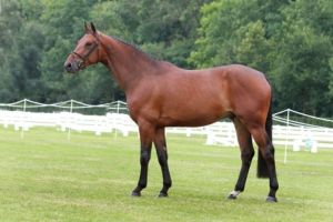 Offspring Eyecatcher RV  (Verdi) one of the Auction toppers of the first KWPN Eventing Sale 2013.