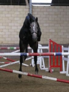 Mare Rianne RV is grandmother of the AES approved stallion Denver P (Cardento x Burggraaf x Wolfgang).