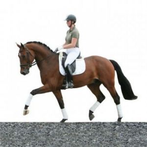 Offspring Casino Royal RV sold on the Equine Elite auction to Engeland.