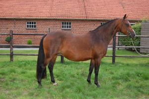 Broodmare Rianne RV.