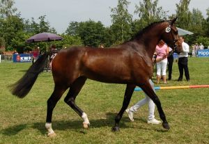 Mare Fantastique RV as a 3 years old mare on the Central Keuring of the province Groningen.