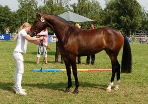 Mare Fantastique RV as a 3 years old mare on the Central Keuring of the province Groningnen. 