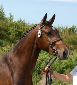 Mare Fantastique RV as a 3 years old mare on the Central Keuring of the province Groningnen. 