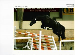 Mare Unique RV (Concorde x Emilion) 12th place loose jumping on the National KWPN mare keuring in 2004. 