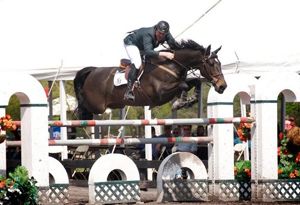 Sir RV (Burggraaf x Nimmerdor) Grand Prix jumping horse with rider Peter John Gisborn.