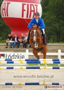 Dubai RV (Carolus II x Lupicor) approved Stallion in Poland.