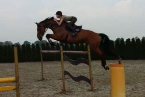 Doberlina RV (Canturano x Calvados) jumping 1.30m classes with amazon Maureen Bonder.