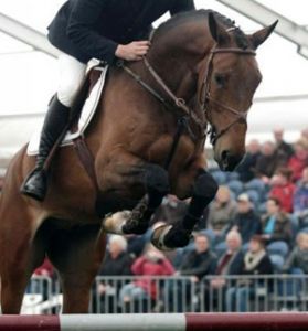 Wacantos RV (Cantos x Nimmerdor) International 1.45m horse with rider Marc Houtzager.