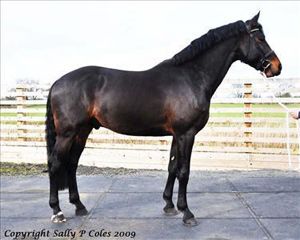 Wiseguy RV (Manhattan x Concorde) AES Licesend Stallion.