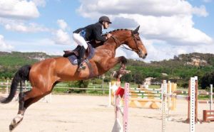 Acorde RV (Concorde x Nimmerdor) international 1.40m classes with rider Guillaume Comte.