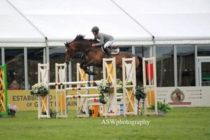 Zantiago RV (Burggraaf x Wolfgang) International 1.40m horse with amazon Morgan Kent.