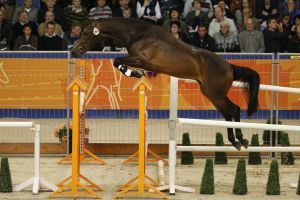 Full Option RV (Verdi x Concorde) AES licesend Stallion.