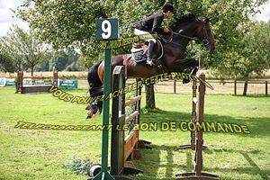 Whisper RV (Heartbreaker x Indoctro) AES Licesend Stallion. Whisper RV is jumping CSI*** 1.40m classes with amazon Marion Amandine.