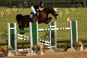 Zandro RV (Lupicor x Calvados) jumping International 1.45m classes with amazon Audrey Watkins.
