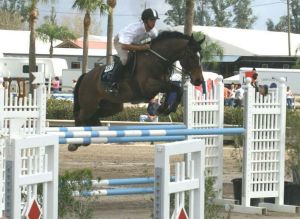Nike RV (Guidam x Nimmderdor) International 1.40m horse, owner Winley Farm.
