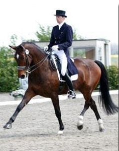Renegade RV (Iroko x Makelaar) Grand prix dressage horse with rider Reth Bird.