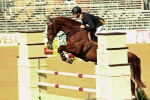 Lupo 411 (Zandor RV, Lupicor x Jus de pomme) international CSI **** 1.50m horse with the German rider Tim Rieskamp-Goedeking.