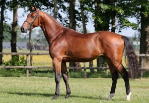 King of Action RV (Action Breaker x Emilion) AES approved stallion.